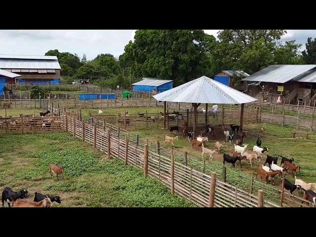 4th Dec 2019, Goat farming in Philippines.