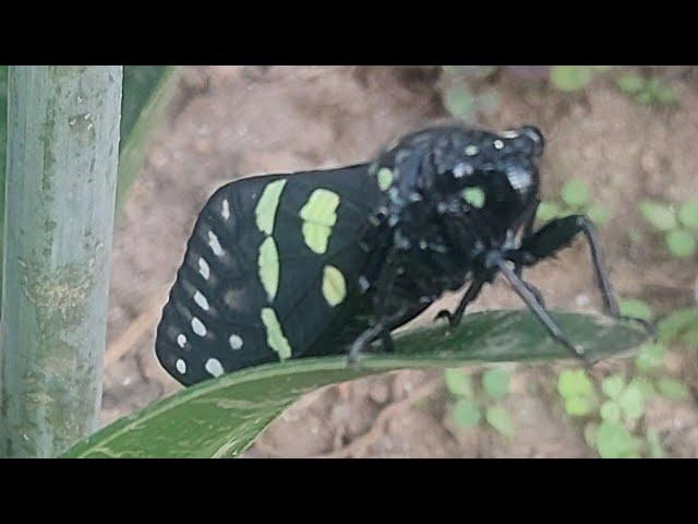 Aglaomorpha plagiata Insect resting