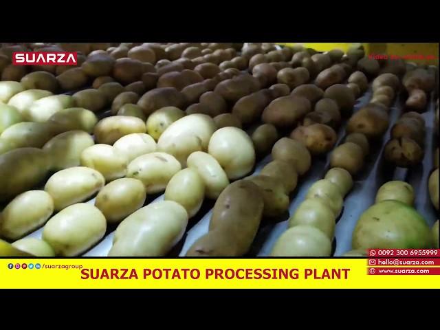 Suarza Potato Processing Plant | Potato Washing, Grading, Drying, Sorting | Potato Exporter Pakistan