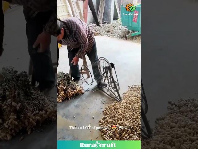 This Peanut Shelling Contraption is WILD! ️ Get Those Nuts! #peanutfarming  #farmtech #diy