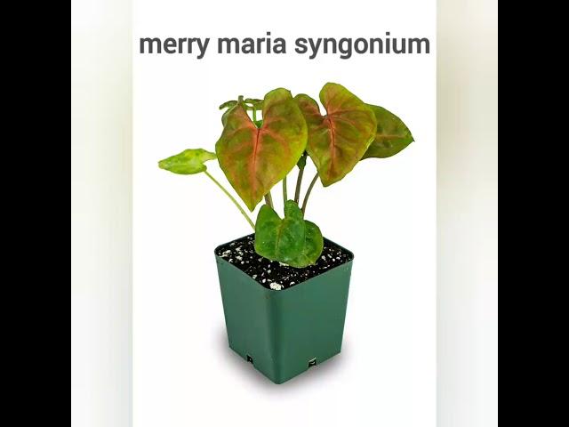 20 Different Kinds of Syngonium