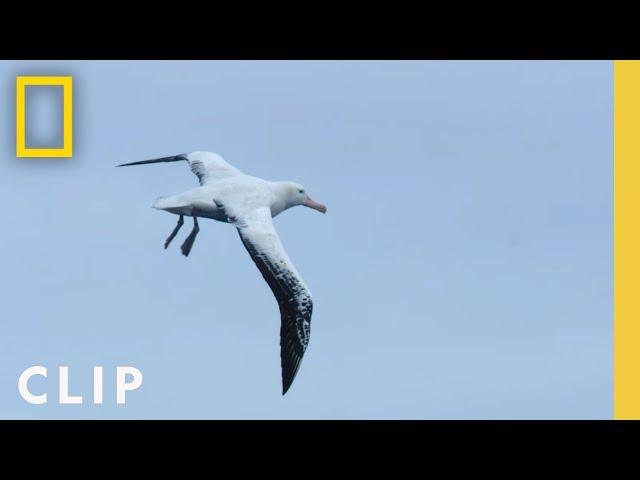 Behind the scenes: Flying a drone like albatross | Incredible Animal Journeys | National Geographic