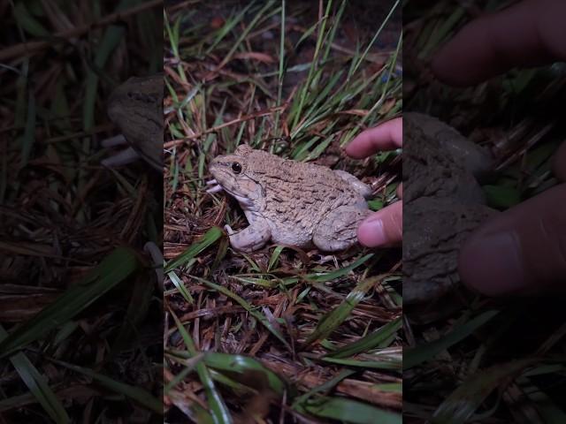 catch toads funny video shorts | tep longheng funny frog#short