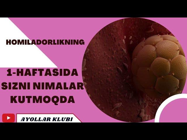 1 HAFTALIK HOMILA  1 ҲАФТАЛИК ҲОМИЛА