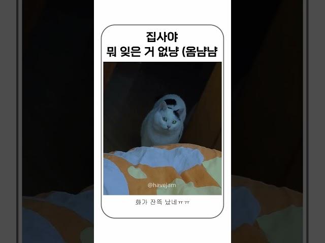 이건 무조건 집사 잘못이야!!!#shorts