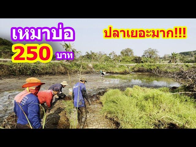 เหมาบ่อ 250บาท บ่อนี้ปลาเยอะคุ้มเกินราคาจริงๆ | Ep.016