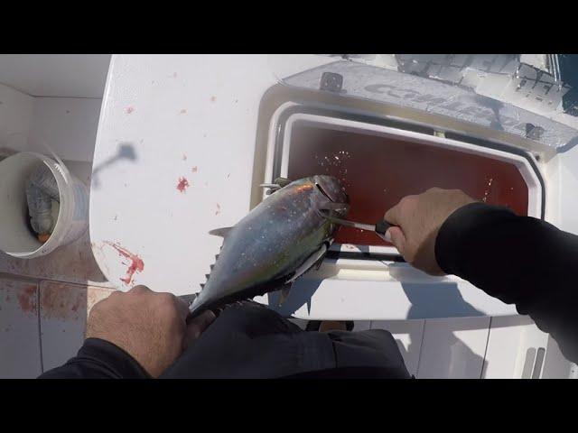 How to bleed a Blackfin | Tuna #shorts #shortsvideo