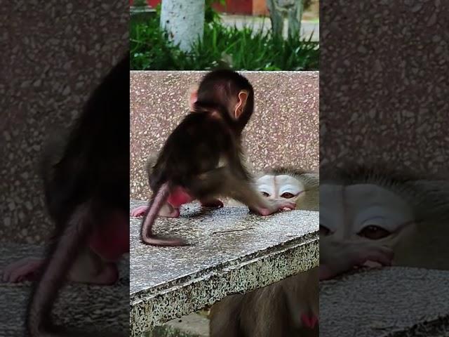 Cute baby monkey #cute #funny #monkey #love #baby #macaque #animals #shorts