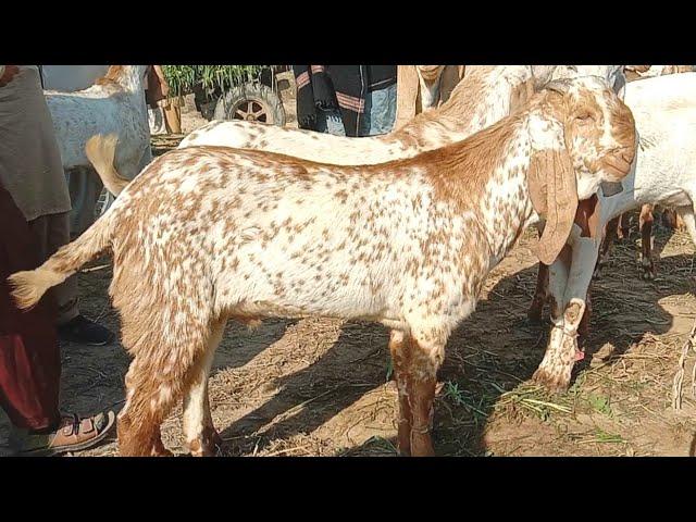 Hasilpur bakra Mandi pakistan makhi cheeni bakray Ajmal TV Hasilpur 03086171529