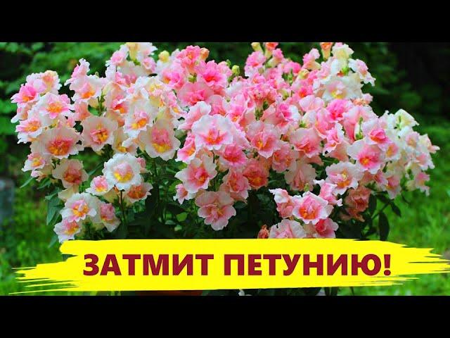 ЭТОТ ЦВЕТОК ЗАТМИТ ЦВЕТЕНИЕМ ПЕТУНИЮ! ЦВЕТЕТ ВСЕ ЛЕТО! Посадите - не пожалеете