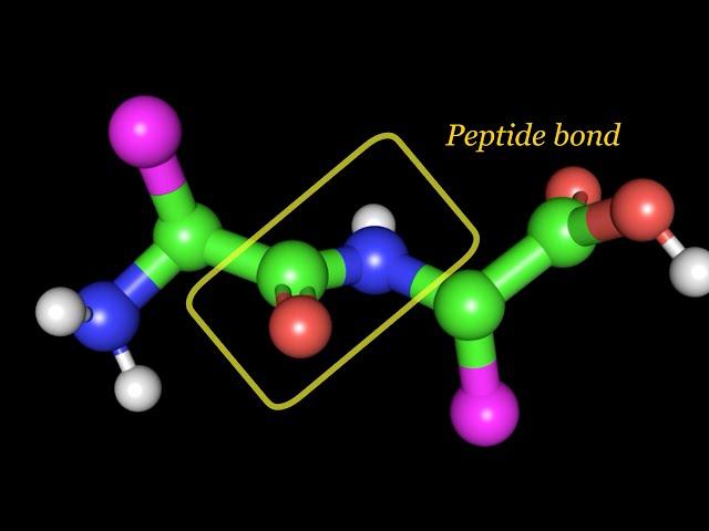 Peptide bond, Dihedral angles and Ramachandran plot