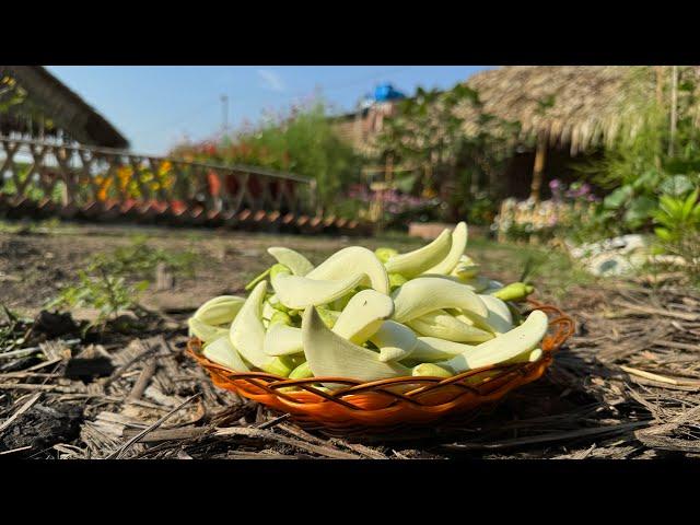 Hái bông so đũa trong khu vườn nhỏ  #gardening