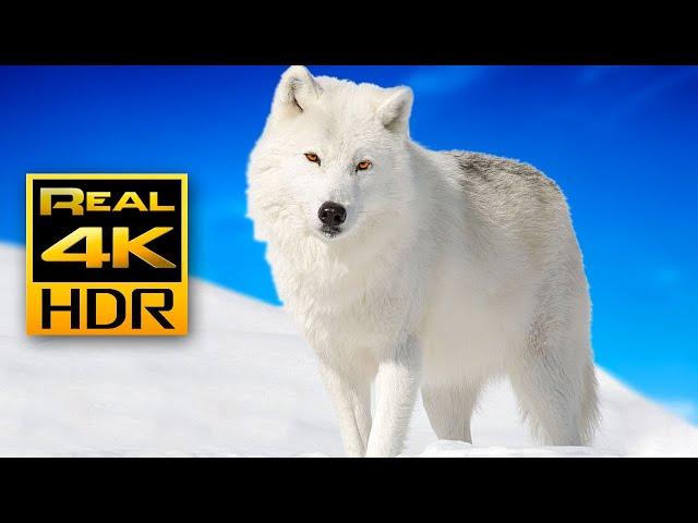 Majestic Winter Wildlife in 4K HDR ️Arctic Wolves, Foxes and More | Relax Music 4K TV Screensaver