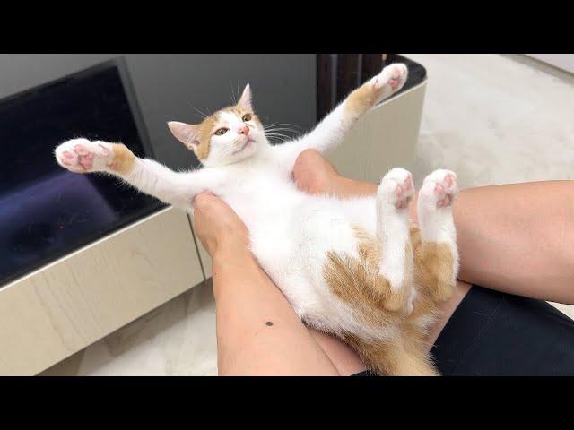 喧嘩して暴れた子猫を初めて本気で怒ったらこうなっちゃいました…