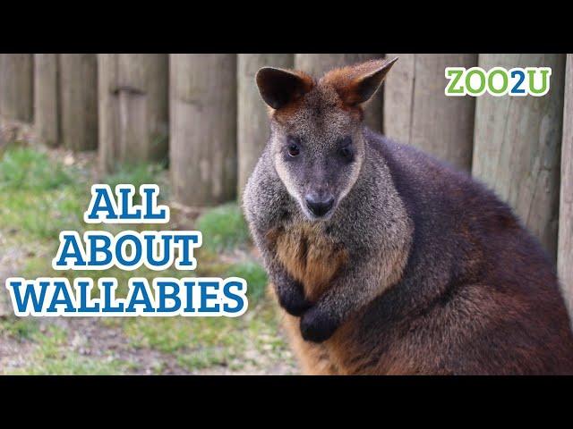 All About Wallabies