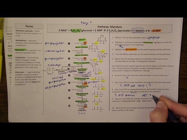 Glycolysis pathway - basic concepts