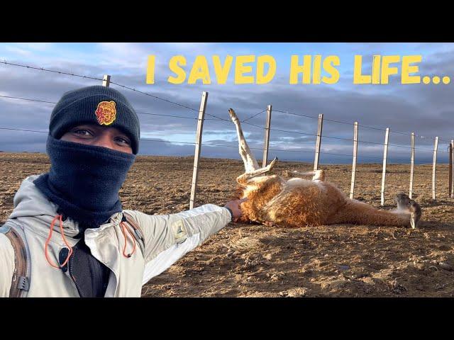 Rescuing a Guanaco in Argentina 