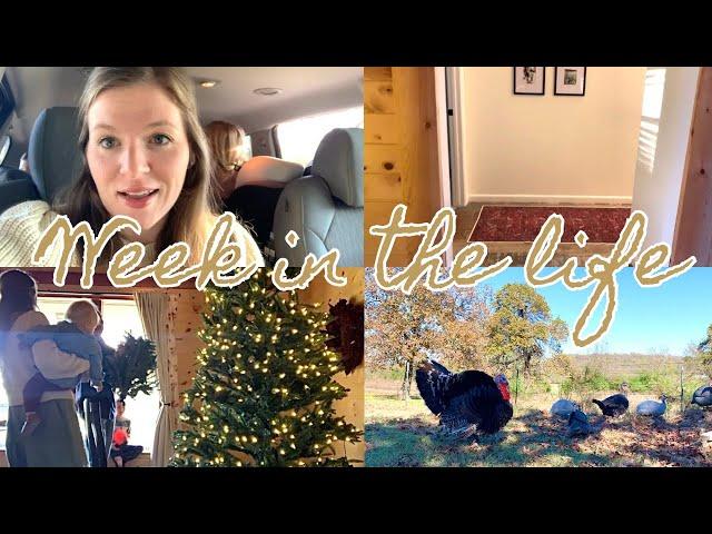 Decorating for Christmas | Prepping for Friendsgiving | Home Updates | Buying a 12ft Christmas Tree