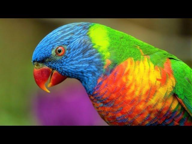 10 Most Beautiful Lorikeets on Planet Earth