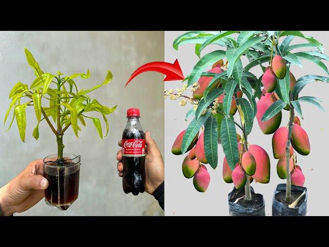 Video summary of tips and techniques for propagating mango trees to grow quickly