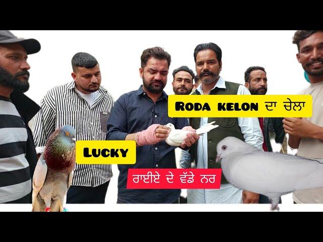 Lucky Rayia Roda Keolon De Chele De Wadde Nar ਕਿਹੜੇ ਕਬੂਤਰਾਂ ਨਾਲ ਲਾਕੇ ਕਬੂਤਰ ਜਾਣੋ ਹਟੇ