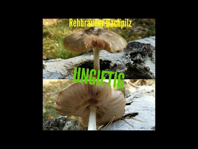 Der Rehbraune Dachpilz (Pluteus cervinus) #Rehbraun #Dachpilze #Hirschbraun #Essbar #Holz #Pilze