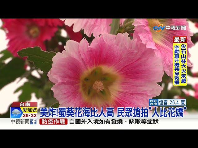 美炸!蜀葵花海比人高 民眾搶拍"人比花嬌"│中視新聞 20210321