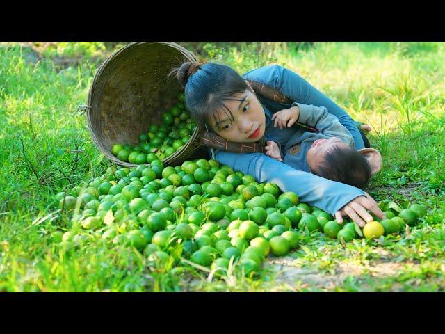 Harvest lemons to sell at the market, clean up around the house | Triệu Thị Hiền