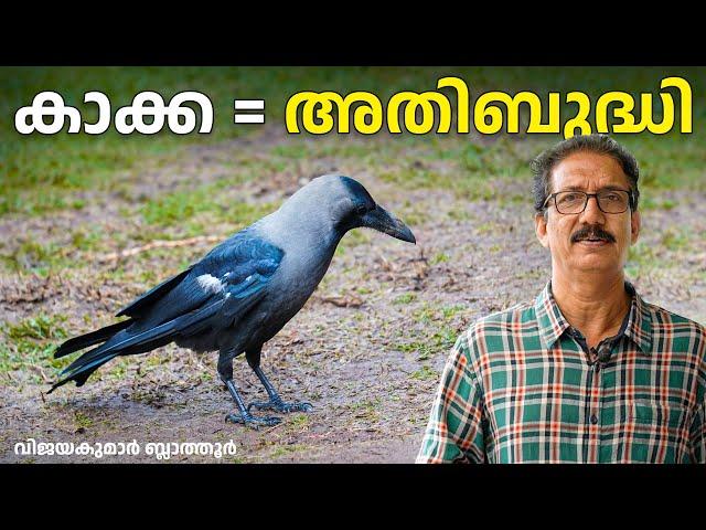 കാക്ക - പത്തുതലയുള്ള റാവൺ, കൊടും  ബുദ്ധി most intelligent birds Crows, Ravens #birds #crow #കാക്ക