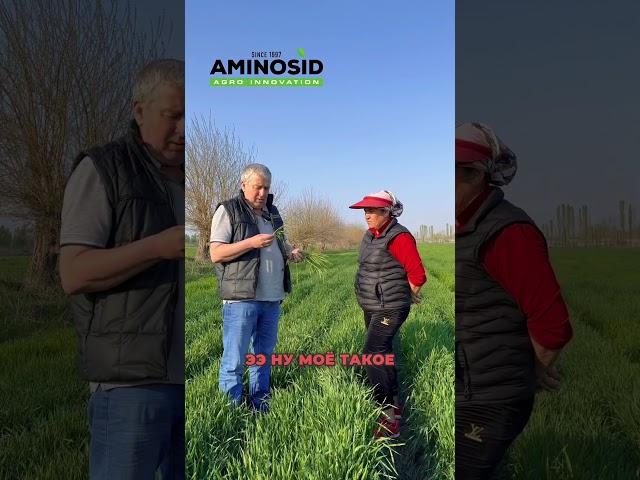 Пшеница сплошным посевом #удобрение #agro #fertilizer #innovation #aminosid