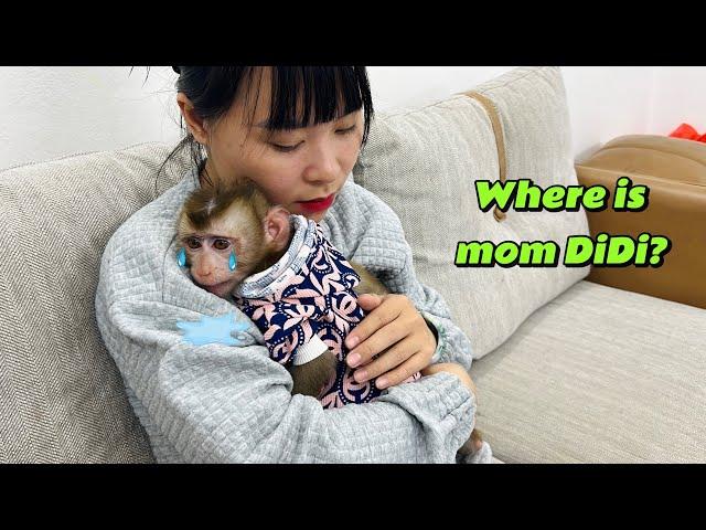 monkey Diana is sad when she has to leave her baby monkey DiDi