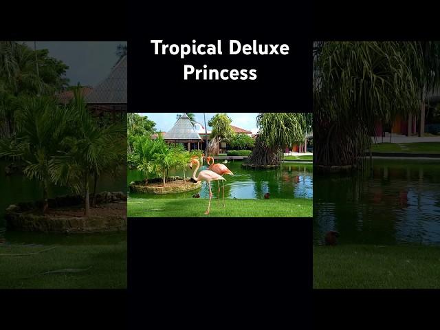 Tropical Deluxe Princess #art  #puntacana #instagood #foryou #youtube #shorts #love  #beautiful