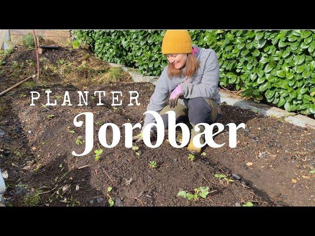 Planter jordbær