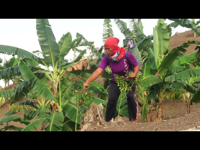 HUJAN BELUM JUGA TURUN|| TENGKOK KEBUN YU KAISEM