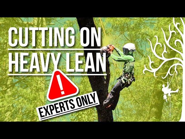 How to: Cut trees that lean hard! A few techniques to do it safer: Tips and tricks