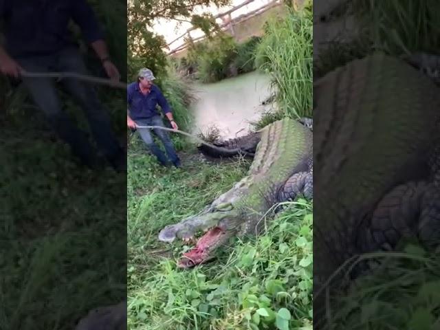 Giant saltwater crocodile #subscribe #games #tiktok #short