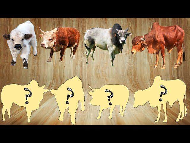 CUTE ANIMALS Dwarf Cows 귀여운 동물 난쟁이 소