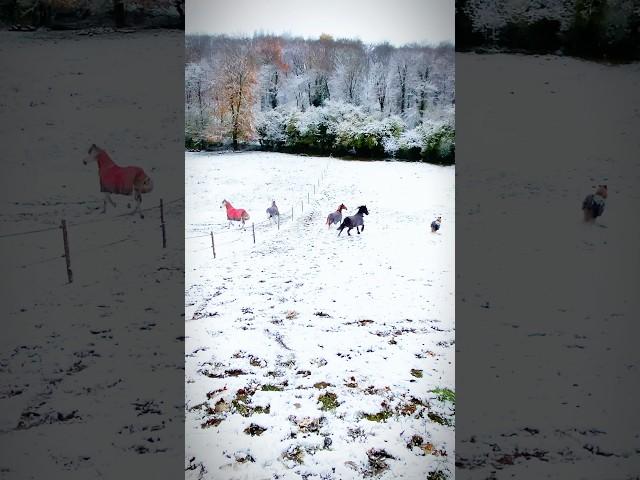 Running wild in the snow! #horse #horses #equestrian #snowhorse #snowday #runningwild #snowpony