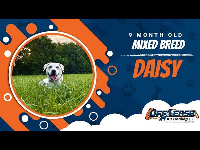 Mixed Breed Dog Training | Roanoke Dog Training | Daisy