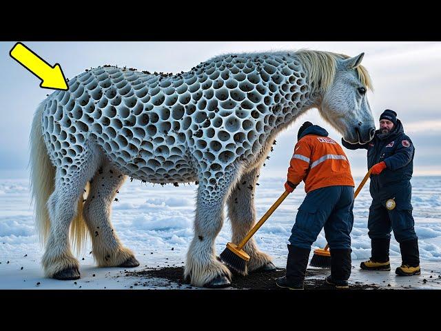 Rescuing a White Horse Covered in Honeycomb-like Fur | Amazing Arctic Animal Rescue