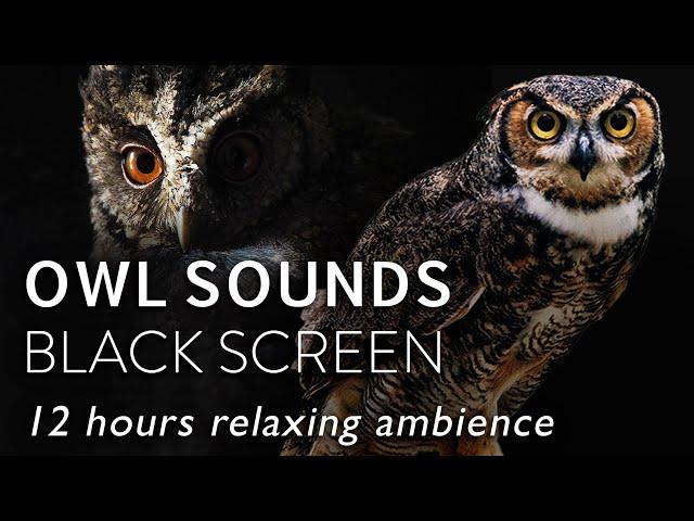 12 Hours Of Owl Sounds At Night - BLACK SCREEN - Owl Calls pt2