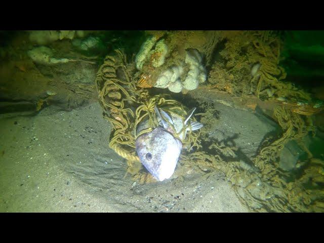 Winter SCUBA Diving The South Wreck, Barnegat New Jersey Shipwreck