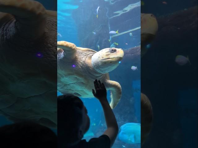 WOW This SEA TURTLE Is INCREDIBLE!