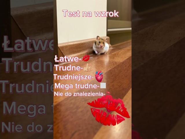 Test na wzrok #trend #animals #hamsters #wzrok #test #lol #łatwe #trudne #mega#myhammers11 #shorts