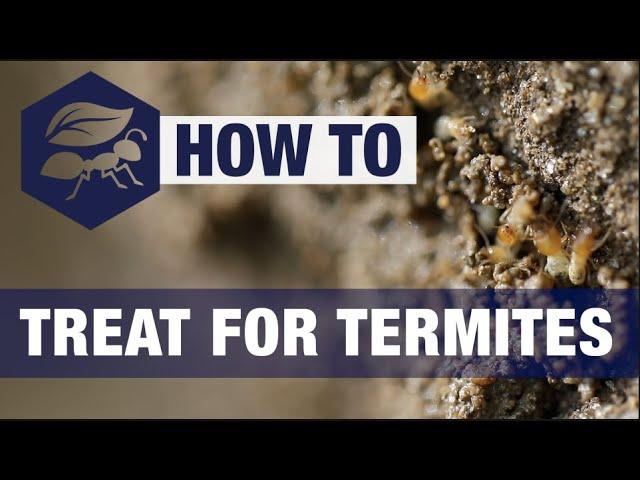 How To Get Rid Of Termites