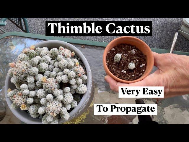 Mammillaria Gracilis Fragilis Thimble Cactus * 24 Days of Cacti & Succulents