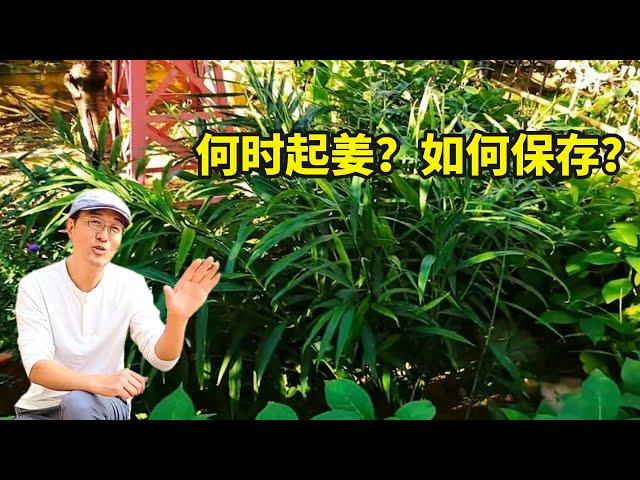 为什么大家对种植生姜这么感兴趣？何时起姜？以及如何保存？#gardening #ginger #share