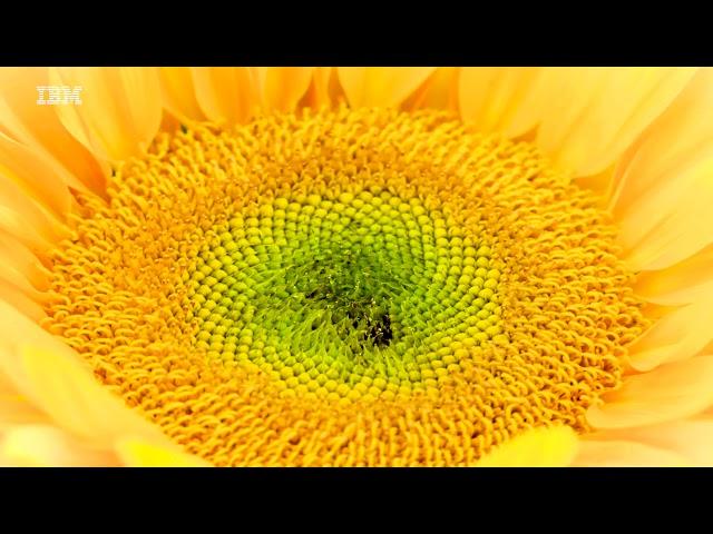 The Nature of Tech: Digital Business Automation