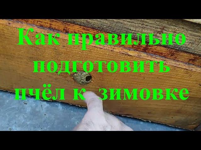 НУ И КАК БУДУТ ЗИМОВАТЬ ПЧЁЛЫ В ТАКИХ УСЛОВИЯХ ???