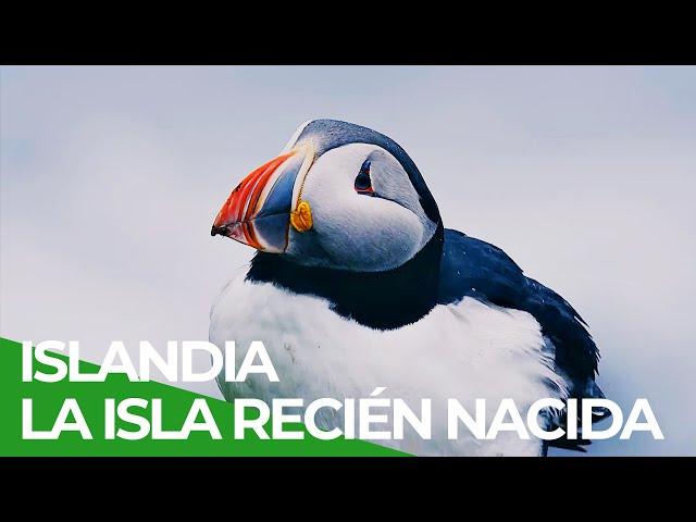 Islandia, La isla recién nacida | Free Documentary Nature - Español